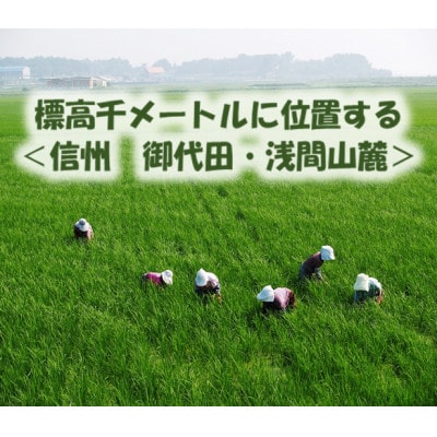 【信州そば三昧】3種食べ比べBセット36人前(250g×12袋)