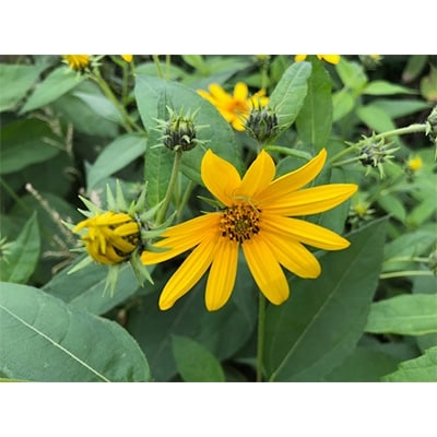 御代田町産菊芋茶(えんめい茶ブレンド)(1袋:3g×8包入)×3袋セット【 きくいも イヌリン 】