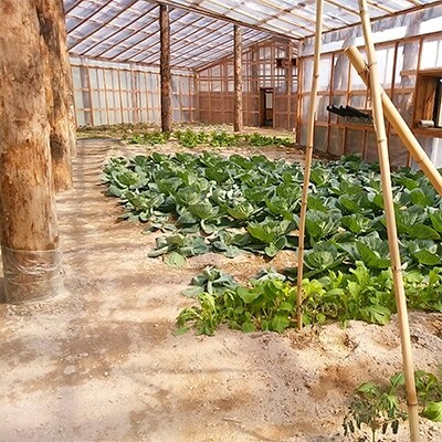 栽培期間中農薬・化成肥料を一切使わない特許取得の新鮮野菜詰め合わせ