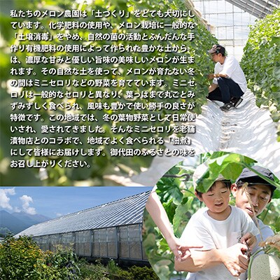 【令和4年度先行受付】ミニセロリの佃煮
