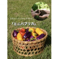 【令和7年度先行受付】高糖度ミニパプリカ　約2kg | ふるさと納税のお礼品