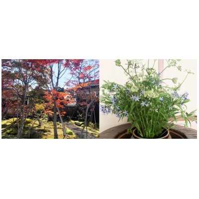 小田井宿　豊庵　食事券(お昼)