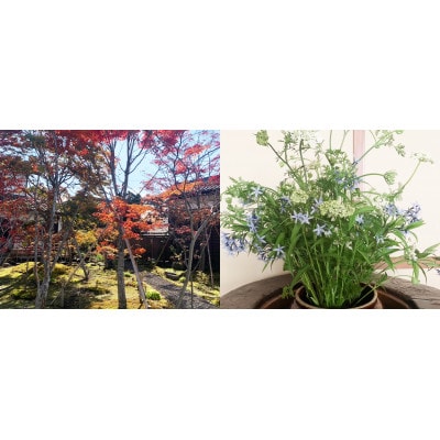 小田井宿　豊庵　食事券(夜)