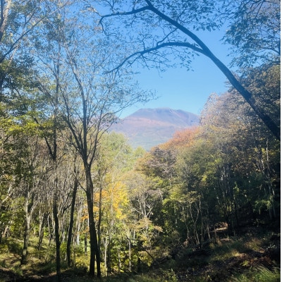 林業芸術社　2年乾燥薪(広葉樹約45cm /約5kg分/中割り～)御代田町面替