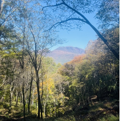 林業芸術社　2年乾燥薪(広葉樹約45cm /約10kg分/中割り～)御代田町面替