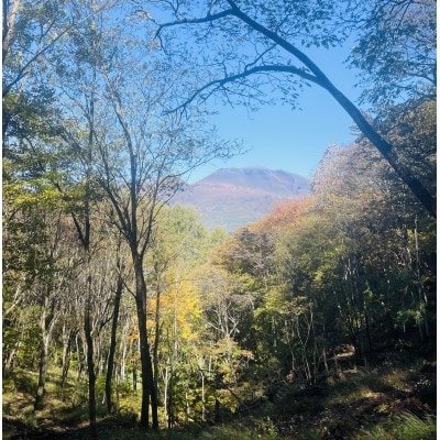 林業芸術社　2年乾燥薪(広葉樹約22cm /約5kg分/中割り～)御代田町面替