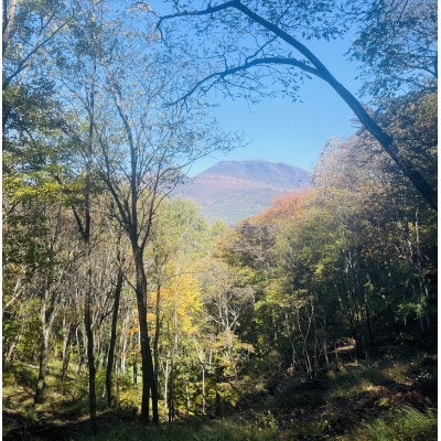 林業芸術社　2年乾燥薪(広葉樹約22cm /約10Kg分/中割り～)御代田町面替