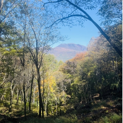 林業芸術社 乾燥薪(広葉樹約22cm /約50kg分/中割り～)【複数個口で配送】