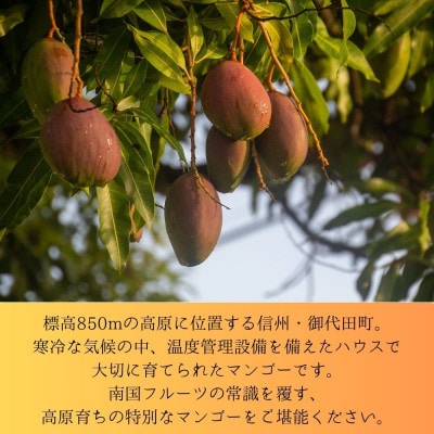 長野県浅間山麓　天空の果実　高原マンゴー(2玉)