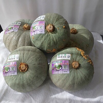 【JAS認定有機野菜】旬の南瓜5～8個セット