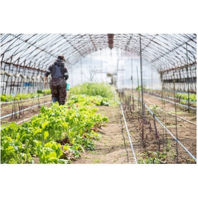 【JAS認定有機野菜】北斗市産 ニンニクと野菜5~7種類野菜セット 紙箱入(季節で種類が変更)