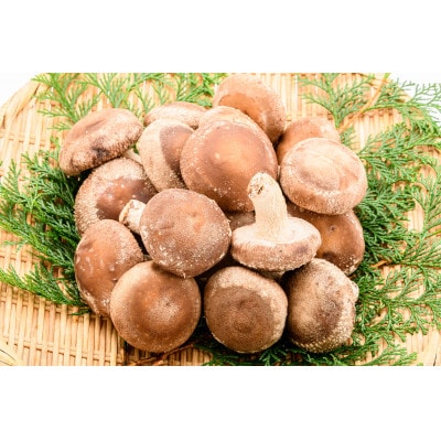 北海道の自然で育った肉厚しいたけ 1kg