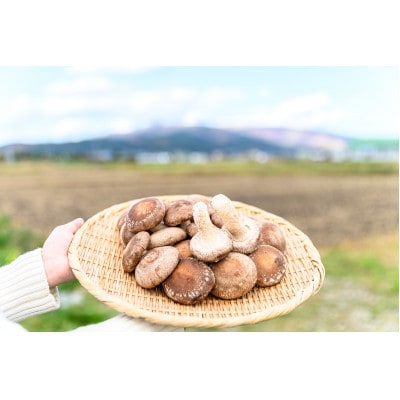 北海道の自然で育った肉厚しいたけ 1kg