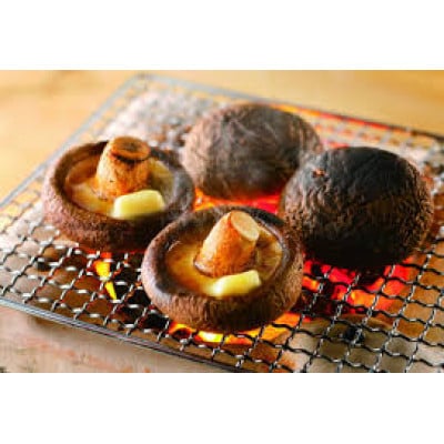 北海道の自然で育った肉厚しいたけ 1kg