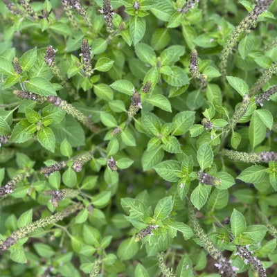 バジルティー【HOT】 1袋 Basil Tea From Hygge Farm