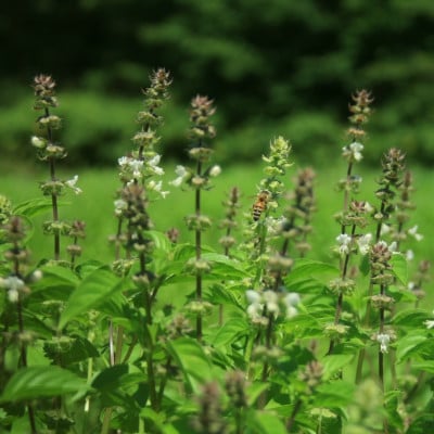 バジルティー【HOT】3袋セット  Basil Tea From Hygge Farm