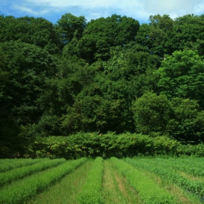 バジルティー【HOT】3袋セット  Basil Tea From Hygge Farm