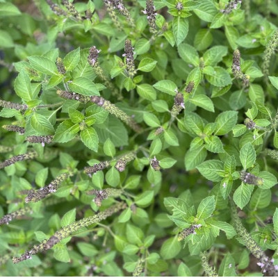 バジルティー【HOT】3袋セット  Basil Tea From Hygge Farm