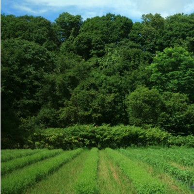 バジルティー【HOT】6袋セット  Basil Tea From Hygge Farm