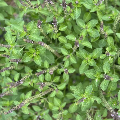 バジルティー【HOT】6袋セット  Basil Tea From Hygge Farm