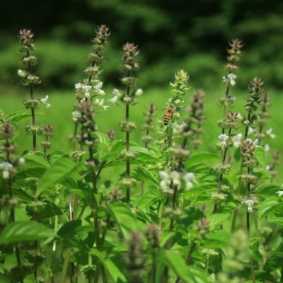 バジルティー【HOT】&【COLD】飲み比べセット From Hygge Farm　各1袋計2袋