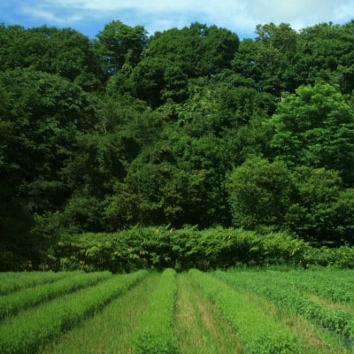 バジルティー【HOT】&【COLD】飲み比べセット From Hygge Farm　各1袋計2袋