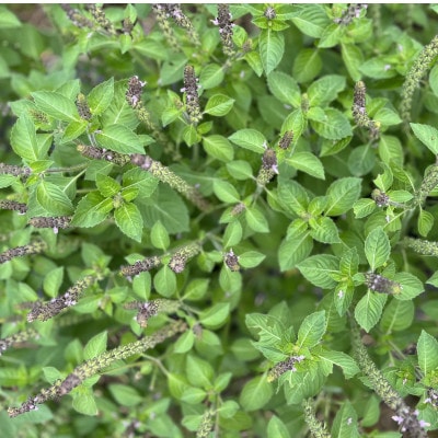 バジルティー【HOT】&【COLD】飲み比べセット From Hygge Farm　各1袋計2袋