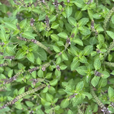 バジルティー【HOT】&【COLD】飲み比べセット From Hygge Farm　各2袋計4袋