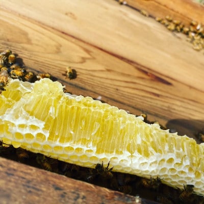 MINOKAMO HONEY はちみつ(500g)