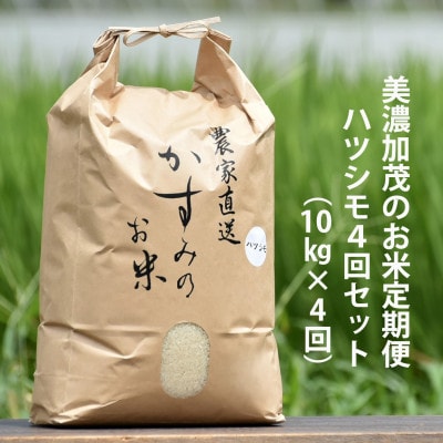 訳あり 岐阜県産 はつしも お米 10キロ ハツシモ