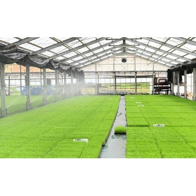 【毎月定期便】岐阜県 美濃加茂産のお米 「ハツシモ」 10kg　全4回