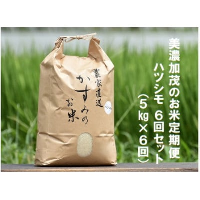 【毎月定期便】岐阜県 美濃加茂産のお米 「ハツシモ」 5kg　全6回
