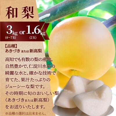 (全3回)佐川町産フルーツ 定期便 いちご 文旦 梨