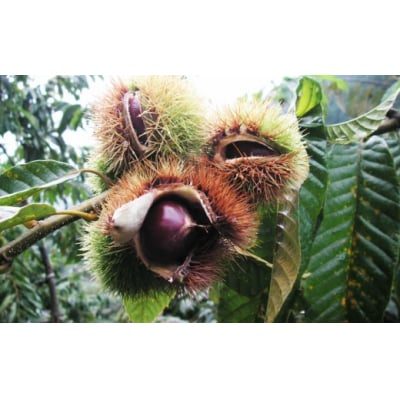 夢甘栗 秀品 高級生栗 約1kg<2026年10月中旬以降発送予定>