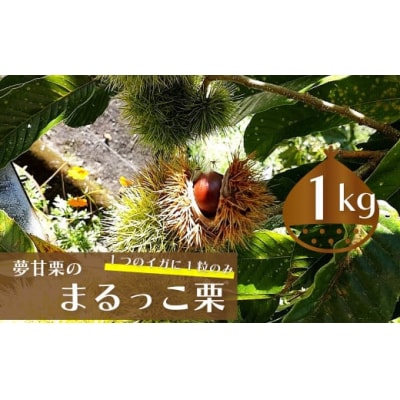 【ふるさと納税限定】夢甘栗 まるっこ栗 秀品 高級生栗 約1kg<2026年10月中旬以降発送予定>
