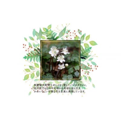 <令和8年2月末まで受付け!>クッキー缶(12×12cm)1缶 バイカオウレン アイシングクッキー