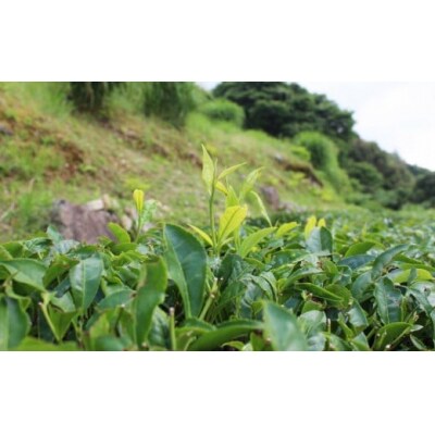 <お山の茶 明郷園 紅茶・烏龍茶(半発酵茶)詰め合わせ> 紅茶 和紅茶 烏龍茶