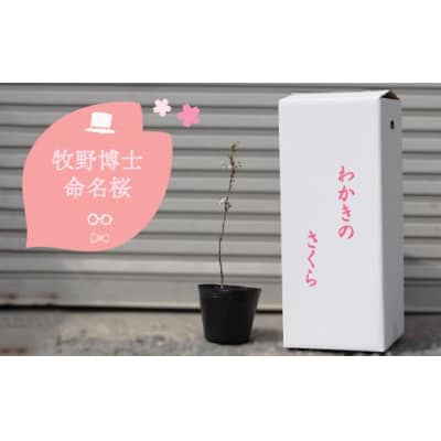 【2027年3～4月ごろ発送分受付中】稚木の桜 ワカキノサクラ