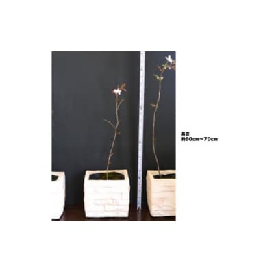 【2027年3～4月ごろ発送分受付中】稚木の桜 ワカキノサクラ