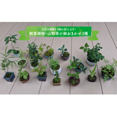 【お任せ3種】ミニ観葉植物