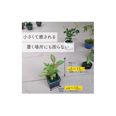 【お任せ3種】ミニ観葉植物