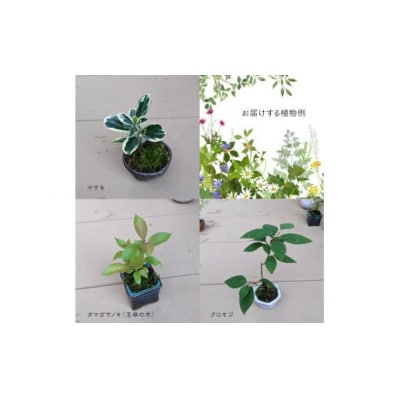 【お任せ3種】ミニ観葉植物