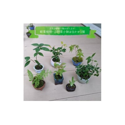 【お任せ3種】ミニ観葉植物