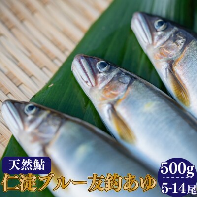 鮎屋仁淀川の仁淀ブルー友釣り天然鮎500g(5-14尾)