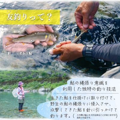 鮎屋仁淀川の仁淀ブルー友釣り天然鮎500g(5-14尾)【2025年6月アユ漁解禁後発送】