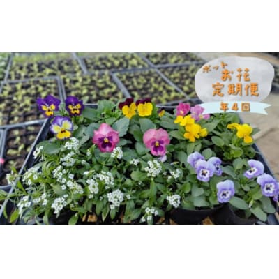 年4回 季節のお任せ鉢花(ポット植え)定期便