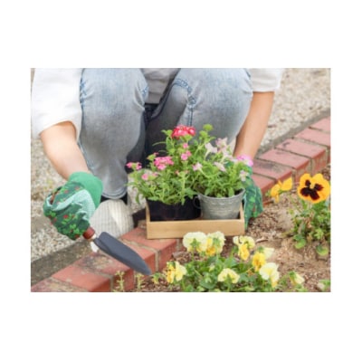 年4回 季節のお任せ鉢花(ポット植え)定期便