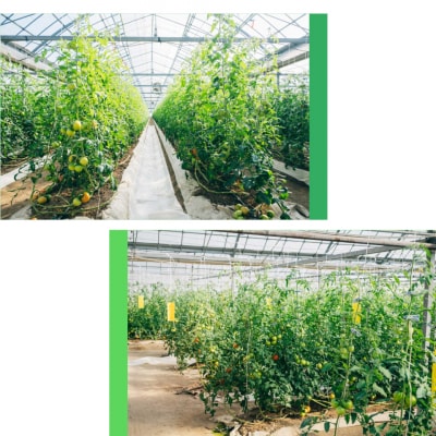 〈2025年12月下旬～順次発送〉秀品フルーツトマト 個包装 1袋250g×10袋