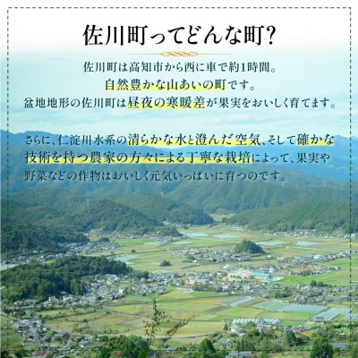 (全2回)佐川町産フルーツ定期便 いちご・梨