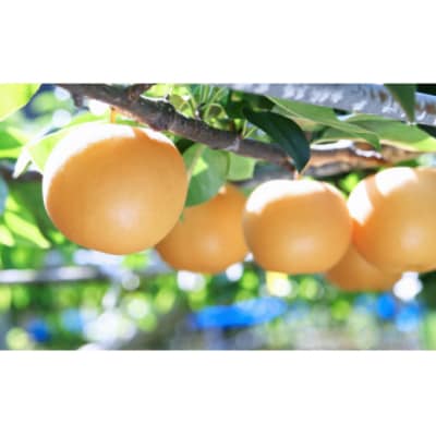 【年3回】フルーツ・野菜定期便 梨・栗・高濃度トマト